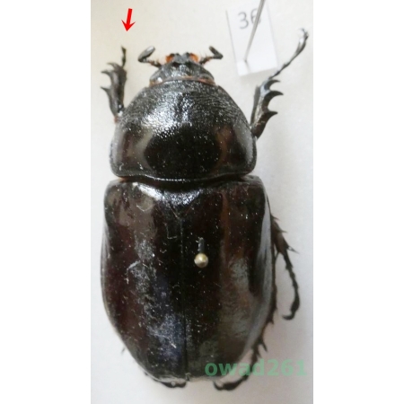 Augosoma centaurus (Fabricius, 1775) female Tanzania 50mm36